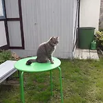 Fachwerkhotel Garni - Ferienhaeuser Vorhof Zur Hoelle Quedlinburg